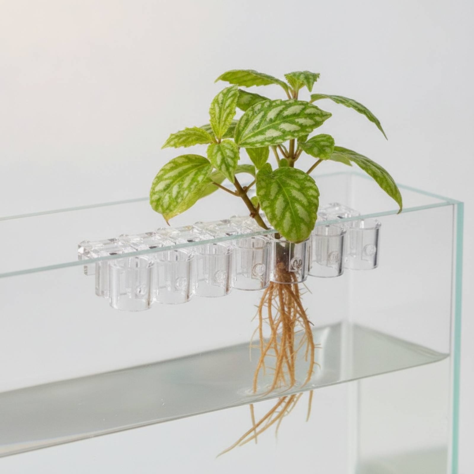6 Pieces Aquarium Planter Clea - Aquarium Plants 评论和价格