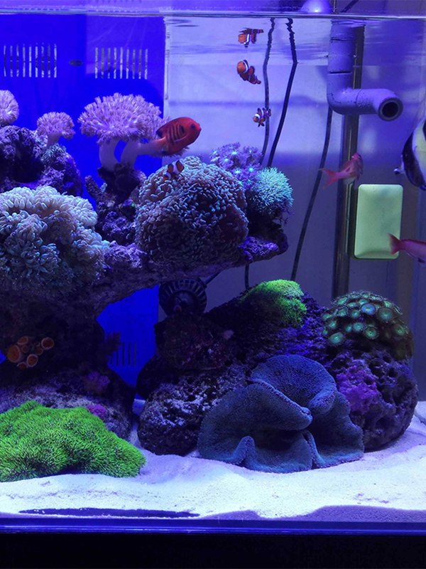 White Aquarium Sand Bot Decora - Aquarium Sand White 评论和价格