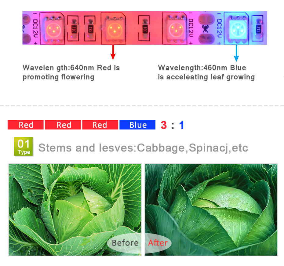1M 2M 3M 4M 5M LED Grow Light  - Aquarium Plant Echinodorus 评论和价格