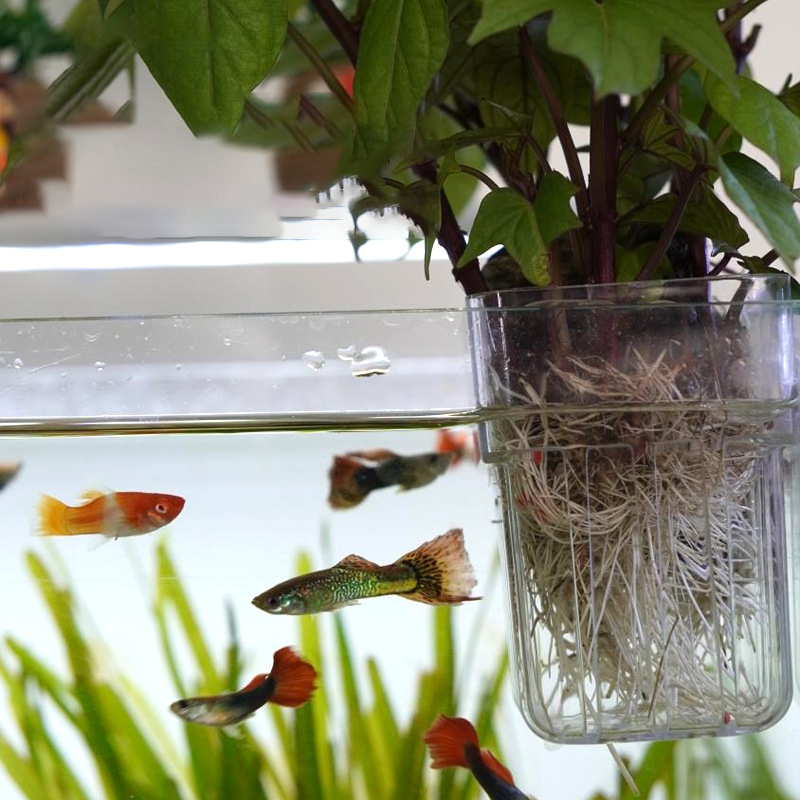 Wall-Mounted Hydroponic Planti - Aquarium Planted Wall 评论和价格