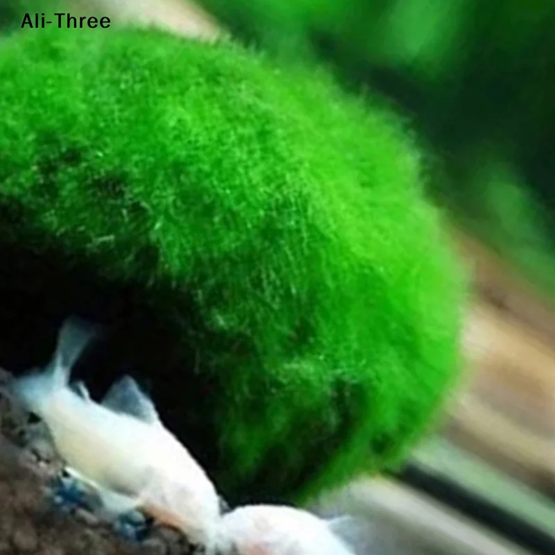 1Pcs 3-4cm Moss Balls Live Aqu - Aquarium Plant Echinodorus 评论和价格