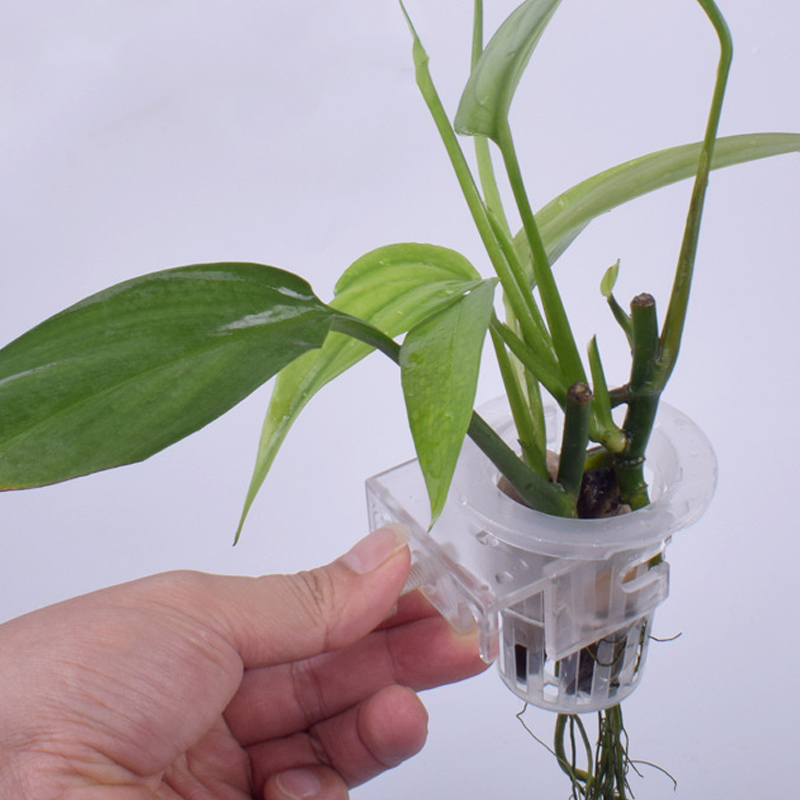 Wall Mounted Aquatic Plant Fix - Aquarium Planted Wall 评论和价格