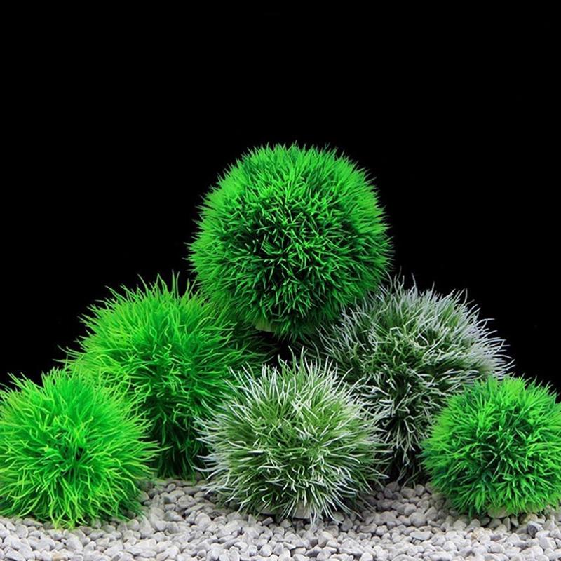 Marimo Moss Balls Live Aquariu - Aquarium Plant Echinodorus 评论和价格