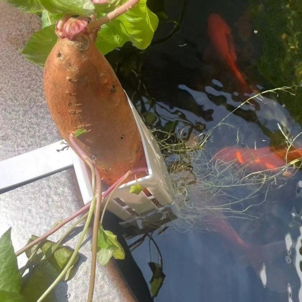 Wall-Mounted Aquarium Plant Ba - Aquarium Planted Wall 评论和价格