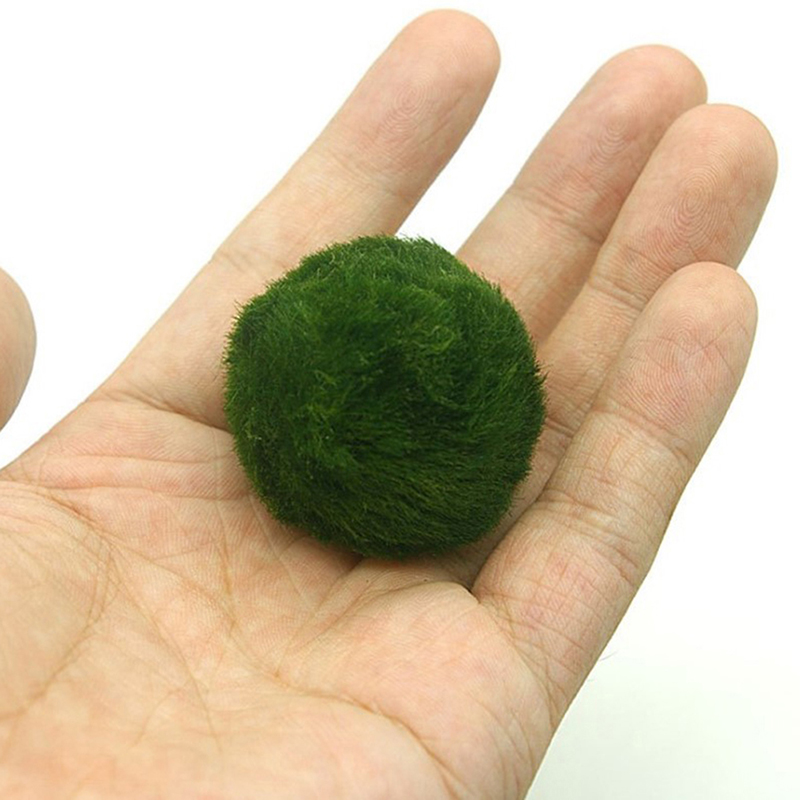 3-4cm Marimo Moss Balls Live A - Aquarium Plant Echinodorus 评论和价格