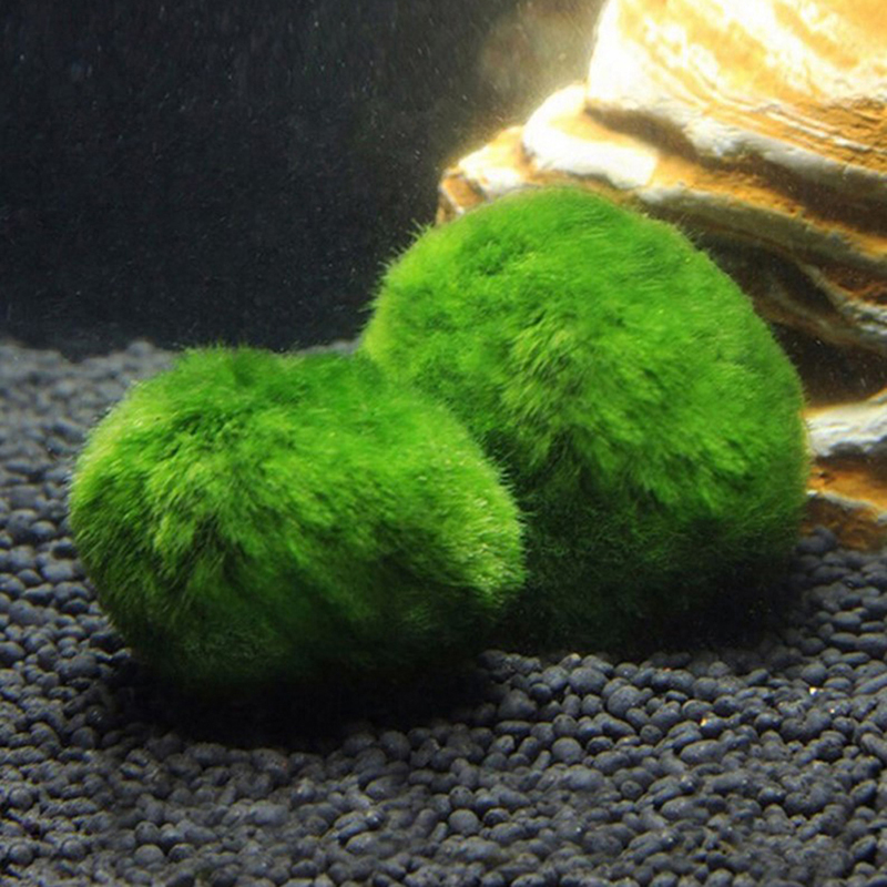 3-4cm Marimo Moss Balls Live A - Aquarium Plant Echinodorus 评论和价格