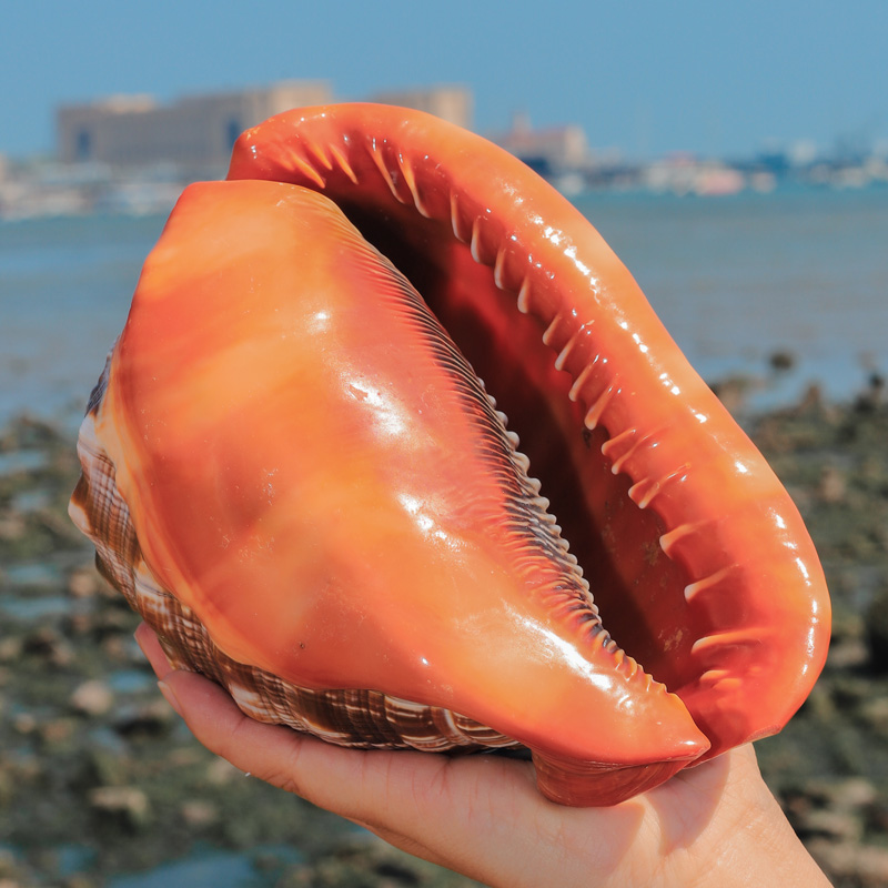 12-17CM Natural Orange Sea She - Aquarium Planting Ideas 评论和价格
