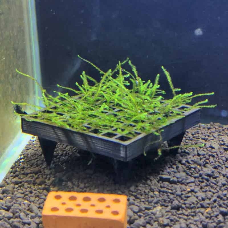 Aquarium Moss Cage Holder Fish - Aquarium Plant Echinodorus 评论和价格