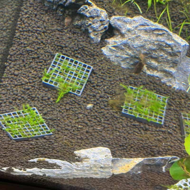 Aquarium Moss Cage Holder Fish - Aquarium Plant Echinodorus 评论和价格