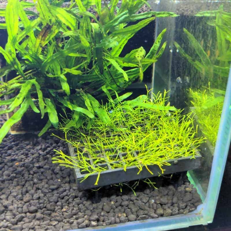 Aquarium Moss Cage Holder Fish - Aquarium Plant Echinodorus 评论和价格