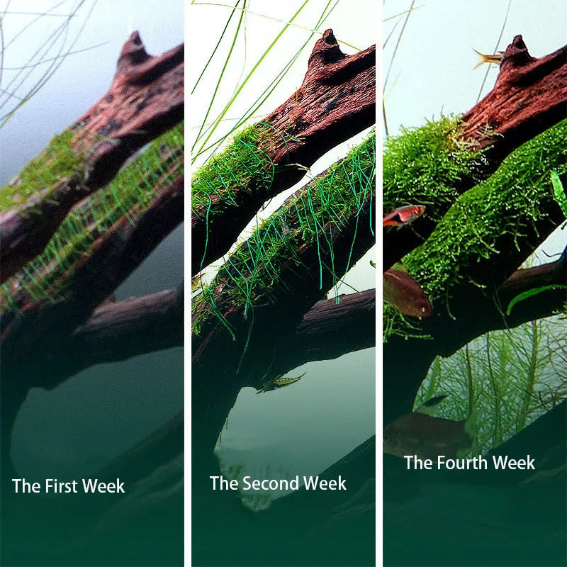 Degradable Aquarium Driftwood  - Aquarium Plant Echinodorus 评论和价格