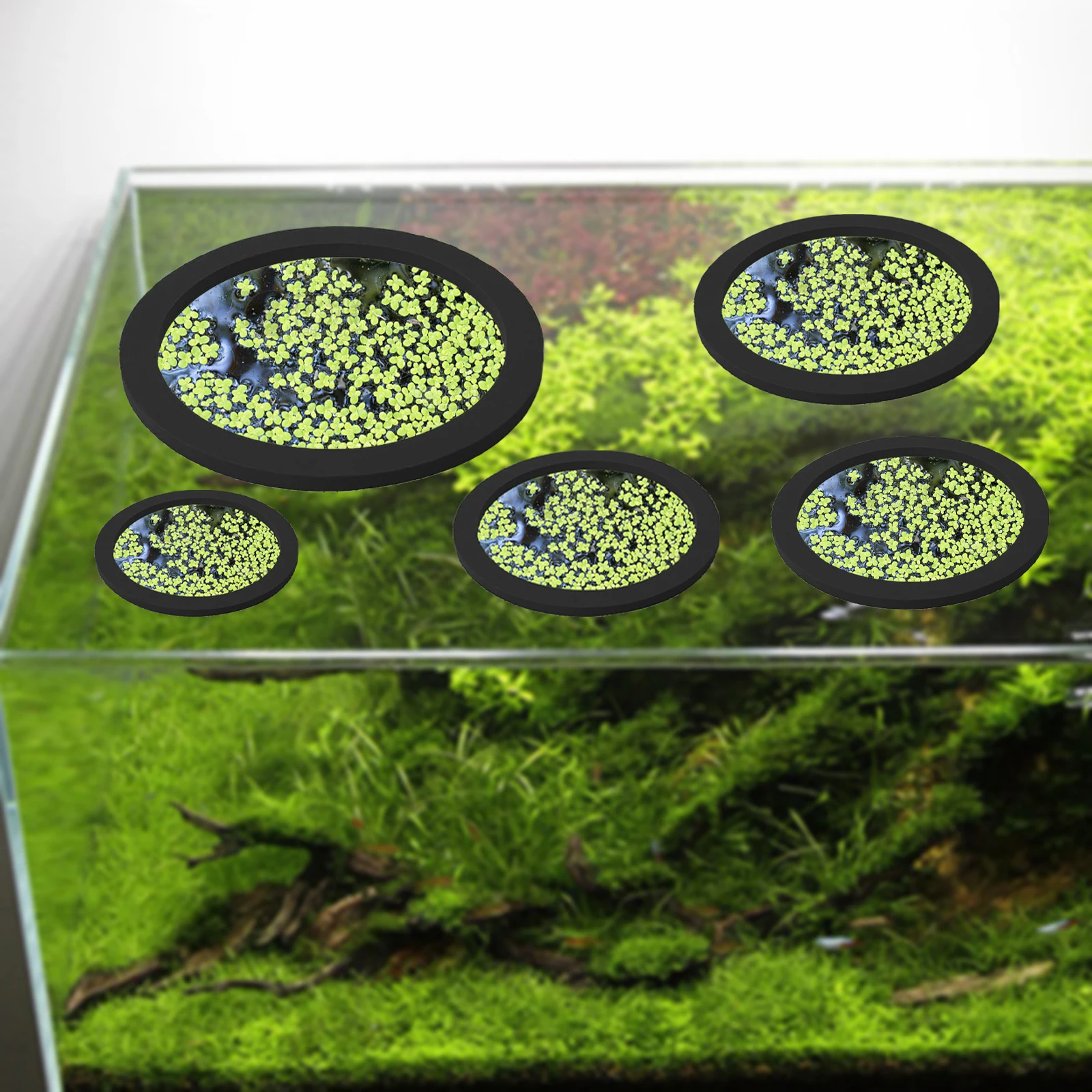 5Pcs EVA Fish Feeding Ring Aqu - Aquarium Plants 评论和价格