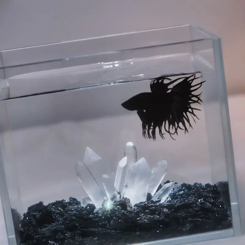 Creative Betta Tank Decor Clea - Aquarium Planet 评论和价格