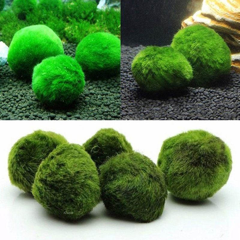3-4cm Marimo Moss Balls Live A - Aquarium Plant Echinodorus 评论和价格