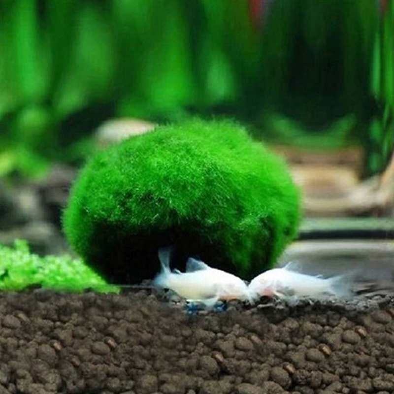 3-4cm Marimo Moss Balls Live A - Aquarium Plant Echinodorus 评论和价格