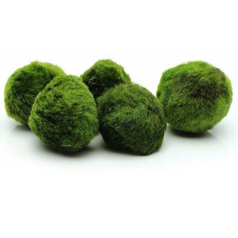 3-4cm Marimo Moss Balls Live A - Aquarium Plant Echinodorus 评论和价格