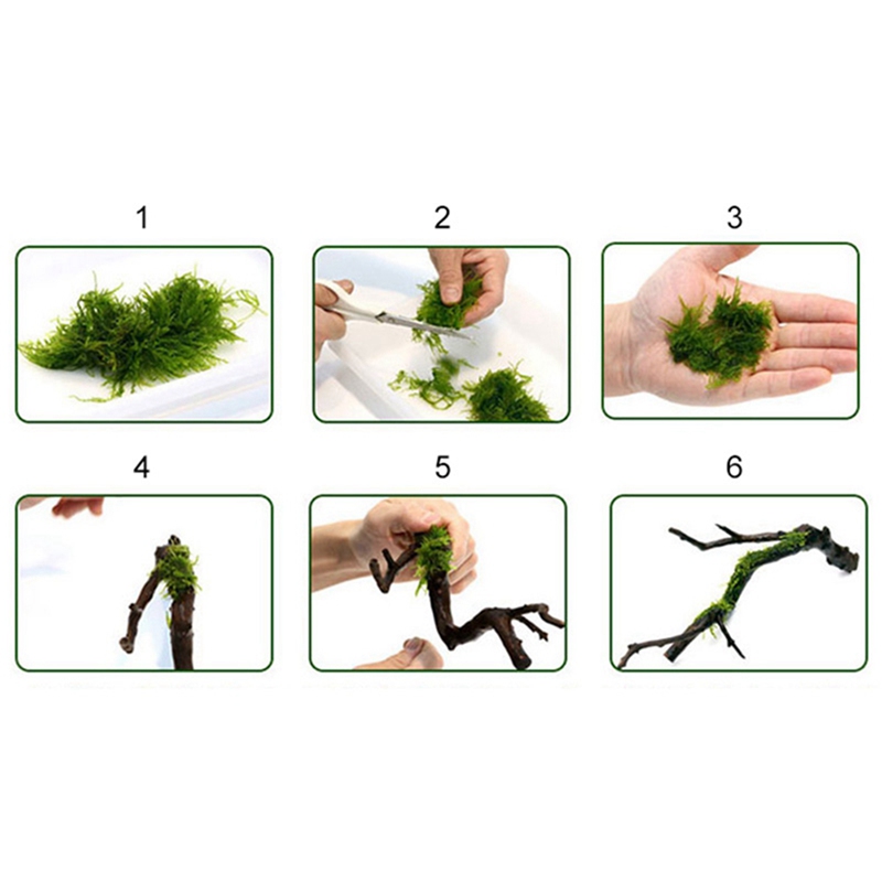 120M DIY Moss Line Binding Lin - Aquarium Plant Echinodorus 评论和价格