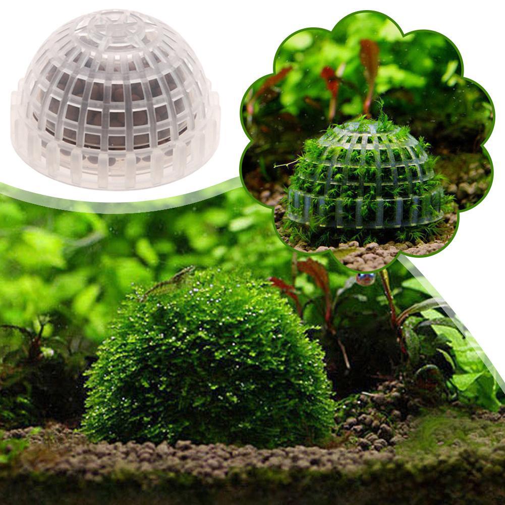 1pc Aquatic Pet Supplies Decor - Aquarium Plant Echinodorus 评论和价格