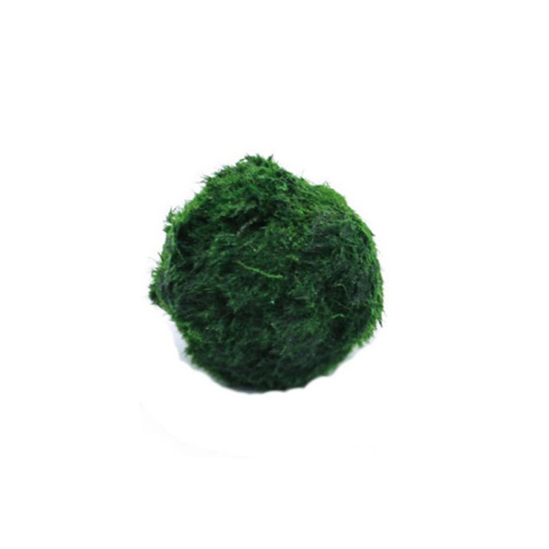 3-4cm Marimo Moss Balls Live A - Aquarium Plant Echinodorus 评论和价格